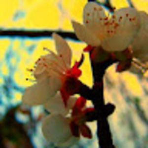 Meet your Posher, Alicia muriel